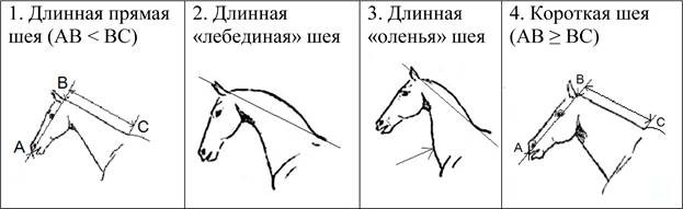 ОГЭ по биологии