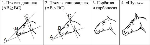 ОГЭ по биологии