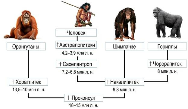 Эволюционное древо непарнокопытных