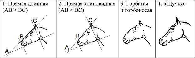 ОГЭ по биологии