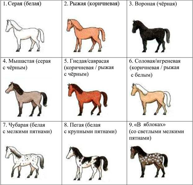 ОГЭ по биологии